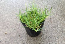 Bermuda-Grass-on-the-pot