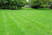 Bermuda-Grass-planted-on-the-ground