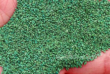 Bermuda-Grass-seeds