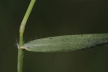 Leaf-of Bermuda-Grass