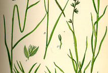 Plant-Illustrations-of-Bermuda-Grass