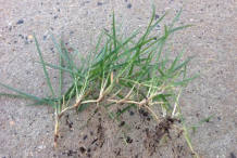 Roots-of-Bermuda-Grass