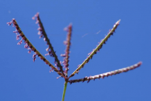 Seedhead-off-Bermuda-Grass