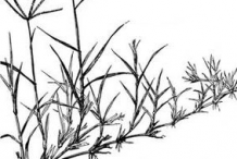 Sketch-of-Bermuda-Grass