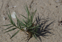 Small-Bermuda-grass