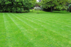 Bermuda-Grass-planted-on-the-ground