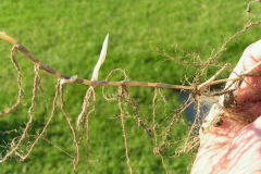 Rhizome-of-Bermuda-Grass