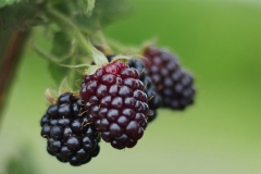 Blackberries