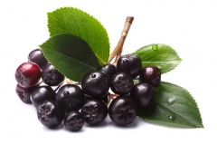Chokeberry