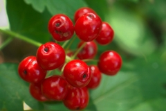 Red-Baneberry