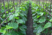 Betel-farm