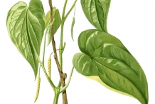 Plant-illustration-of-Betel