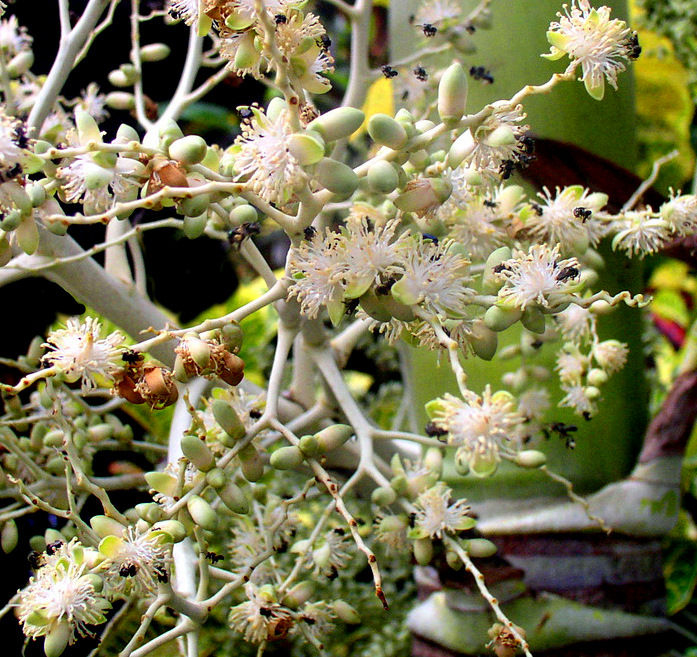 Betel-nuts-flower-Bua