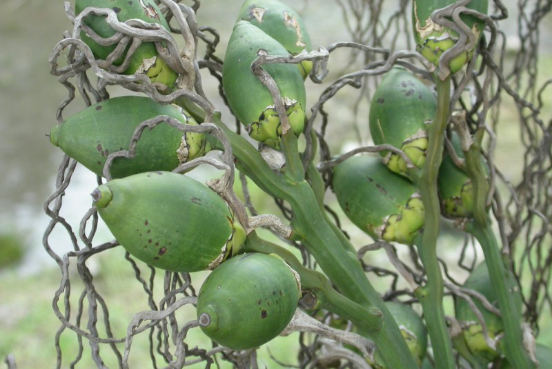 Betel-nuts-fruit-green-Buai