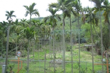 Betel-nuts-farm-Poc