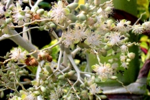 Betel-nuts-flower-Bua