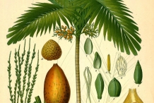 Betel-nuts-illustration-Kasu