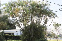 Betel-nuts-tree-Ota