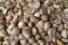 Betel-nuts-Betel palm