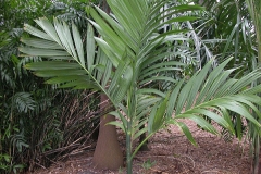 Betel-nut-leaves-Poc