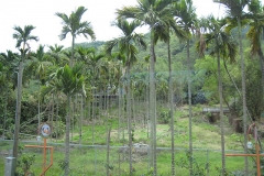 Betel-nuts-farm-Poc