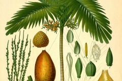 Betel-nuts-illustration-Kasu