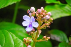 Clerodendrum-serratum-flower-buds