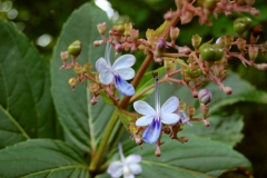 Clerodendrum-serratum-flowers