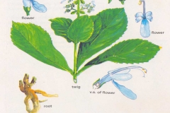 Illustration-of-Clerodendrum-serratum