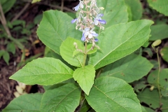 Leaves-of-Clerodendrum-serratum