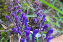 Flowers-of-Bicolor-Skullcap