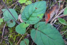 Leaves-of-Bicolor-Skullcap