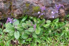 Bicolor-Skullcap-plant-growing-wild