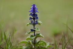 Bicolor-Skullcap-plant