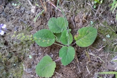 Small-Bicolor-Skullcap-plant
