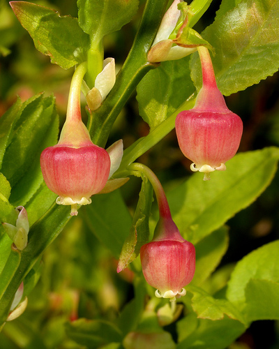 Bilberry-Flower