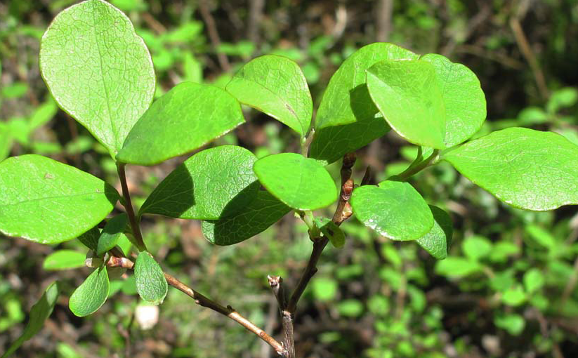 Bilberry-Leaf