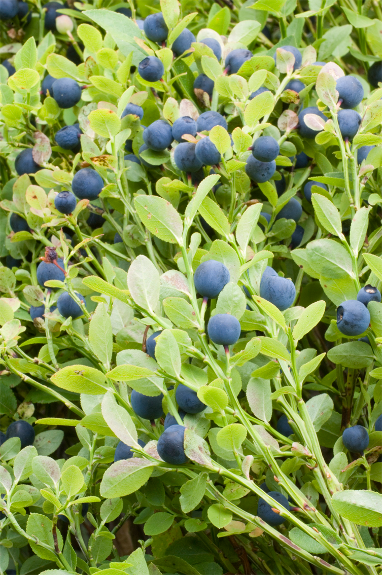 Bilberry-bushes
