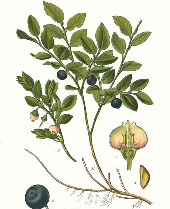 Bilberry-plant-Illustration