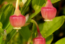 Bilberry-Flower