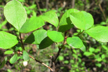 Bilberry-Leaf
