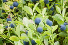 Bilberry-bushes