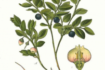 Bilberry-plant-Illustration