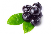 Bilberry