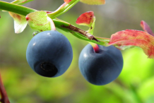 Close-up-view-of-Bilberry