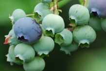 Unripe-Bilberry