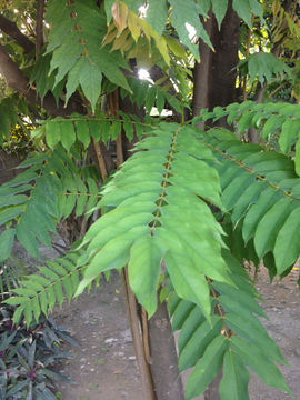 kamias leaves uses