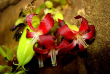 Bilimbi-Flower