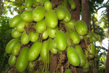 Bilimbi-Fruits-on-the-tree