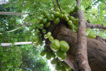 Bilimbi-Plant